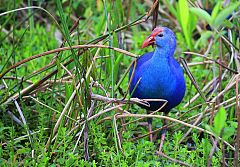 Gray-headed Swamphen